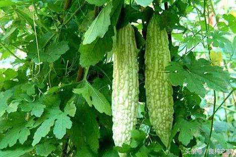 餐桌上常见的本土作物是什么,10种常见的粮食作物