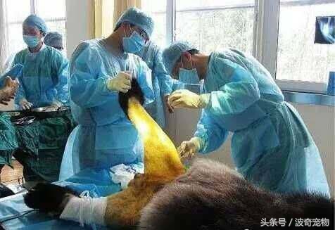 熊猫宝宝打架输了竟然去面壁思过,熊猫宝宝打架咬毛