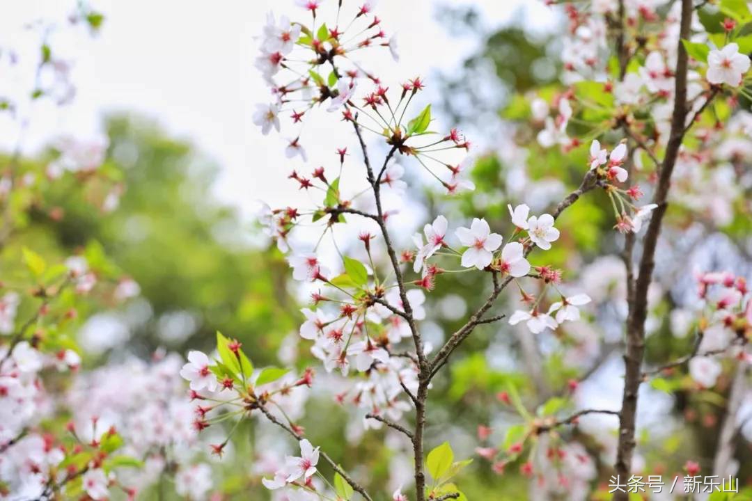 乐山的春天有多美,没去过乐山大佛但感觉去过