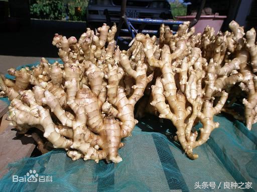 餐桌上常见的本土作物是什么,10种常见的粮食作物