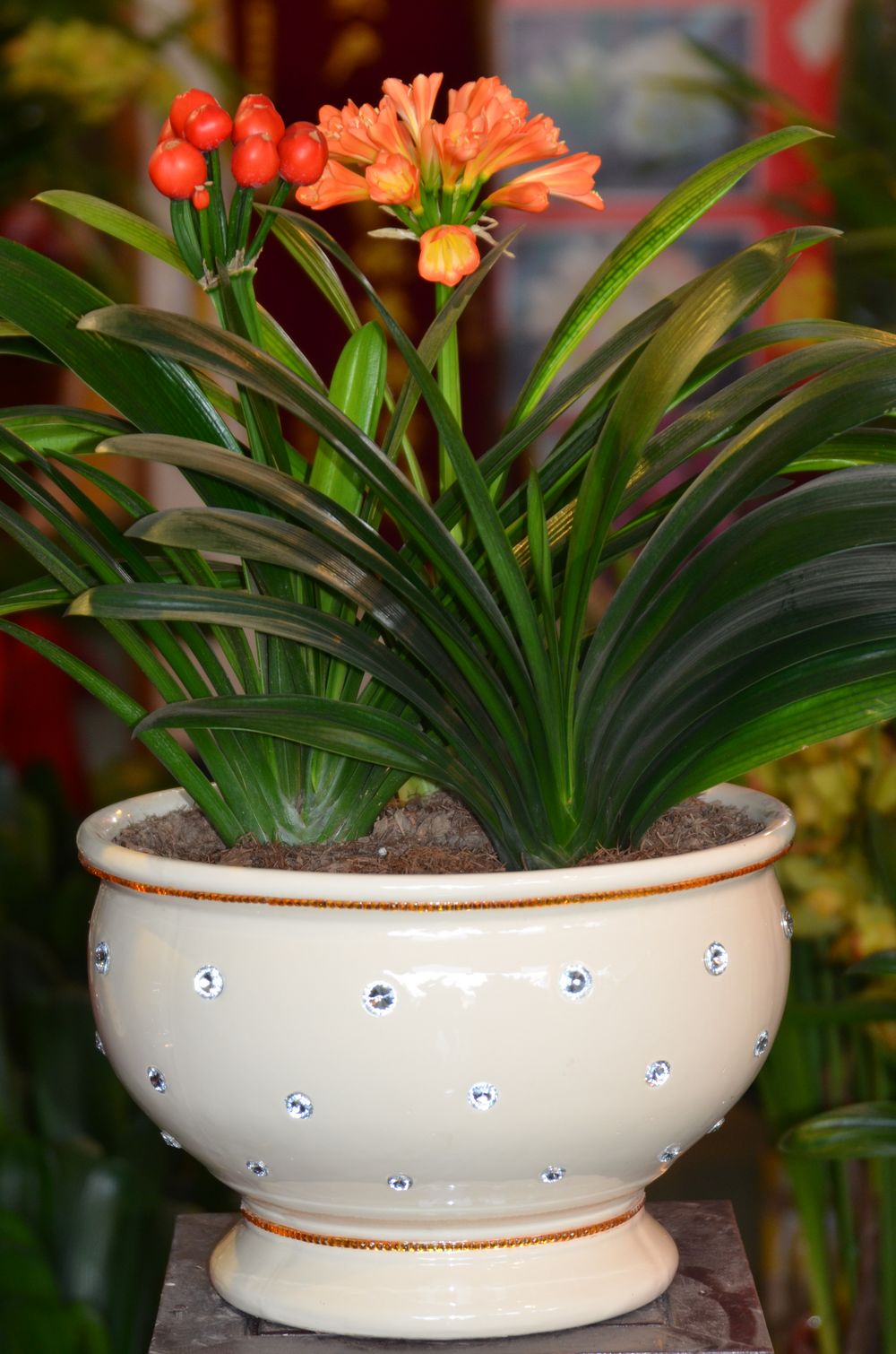 富贵花哪种最好养,4种富贵花华丽大气