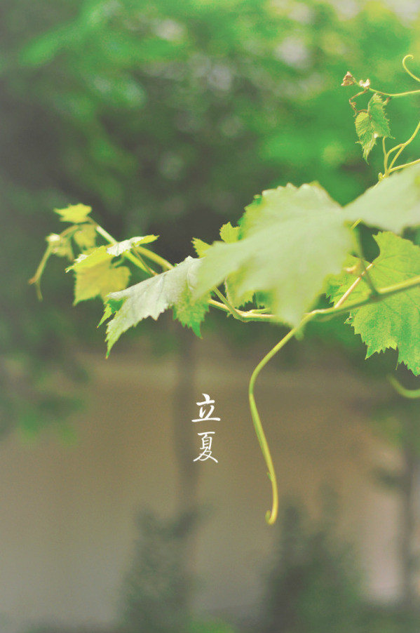 五月初夏诗词唯美,暮春初夏的唯美诗词