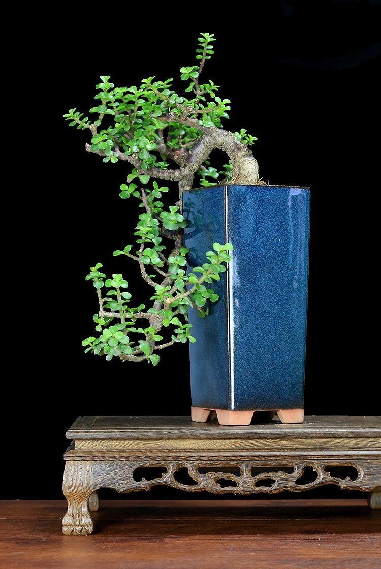 四种便宜又好养的花卉,一年四季最好养的盆景花