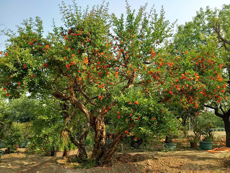石榴树的种植方法与注意事项,种植石榴树的方法和技术