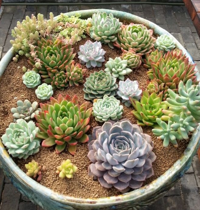 什么样的花好养又耐活,哪些花坑人