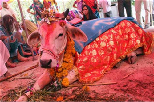 印度大叔花18万和母牛结婚,印度一男子抛妻弃子与母牛结婚
