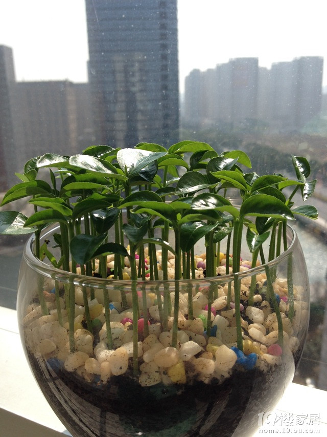 吃水果把核吞进去了,吃完芒果把核扔花盆里