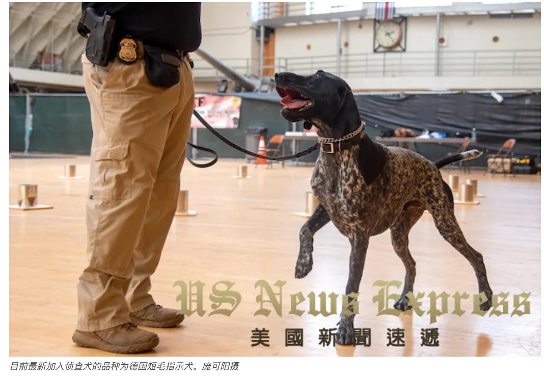 「锐视频」狗鼻子不灵不行美国警犬这样训的