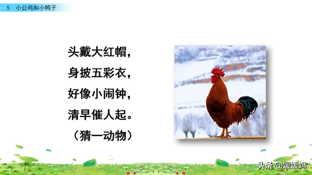 一年级小公鸡和小鸭子仿写句子,一年级小公鸡和小鸭子的看图写话