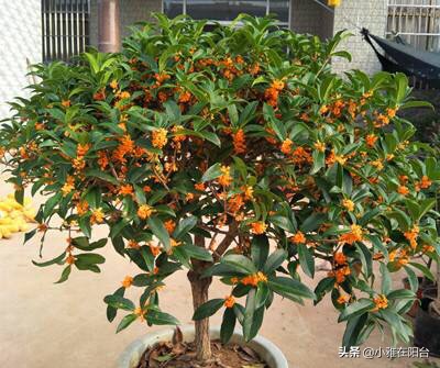 老桩造型桂花盆栽怎么养,盆栽桂花怎么养才能爆盆