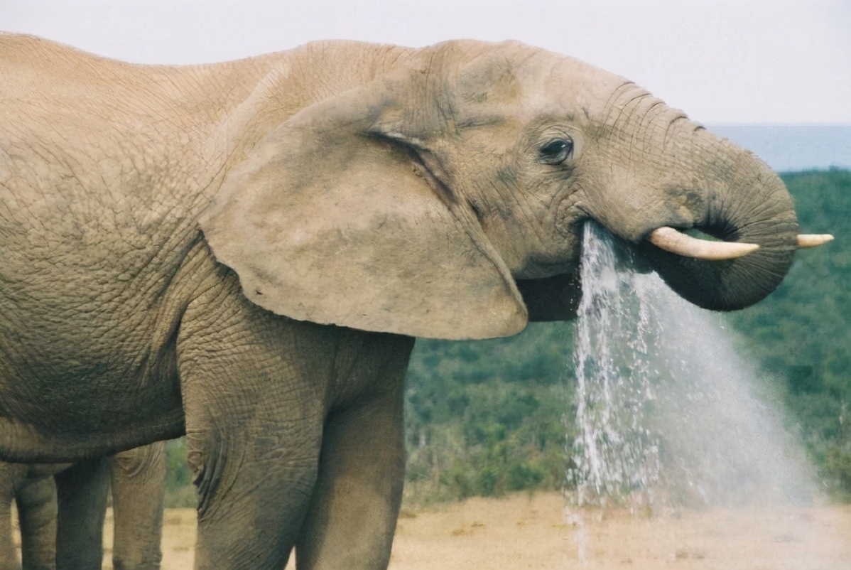 大象鼻子为什么不怕水淋,为什么大象鼻子不容易呛水
