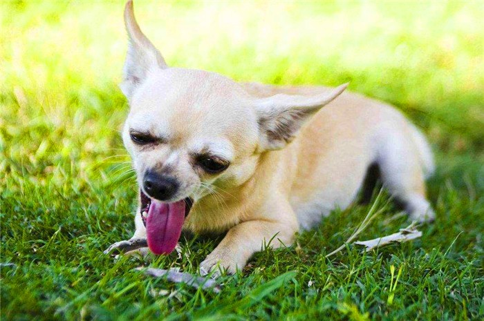 狗狗经常舔猫爪,狗狗铲屎官容易犯的错