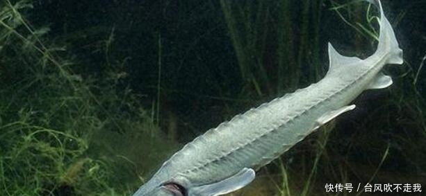 长江鱼王品种大全,长江鱼王完整版