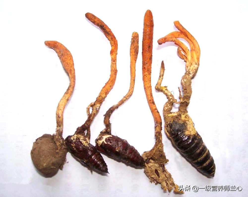 炖鸡汤鲜虫草花好还是干虫草花好,冬虫夏草和虫草花一起炖汤可以吗