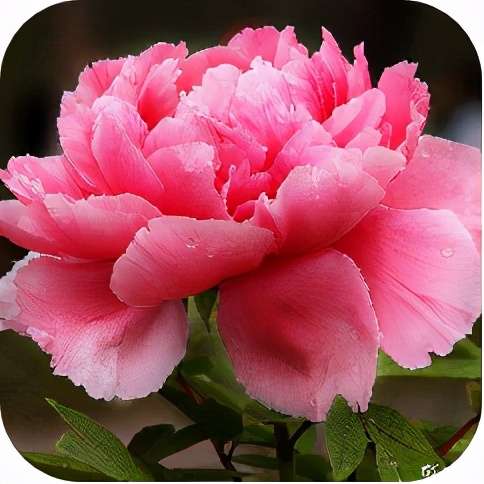 圣迪妮尔芙蓉霜正确的使用方法,圣迪妮尔芙蓉霜适合什么肤质