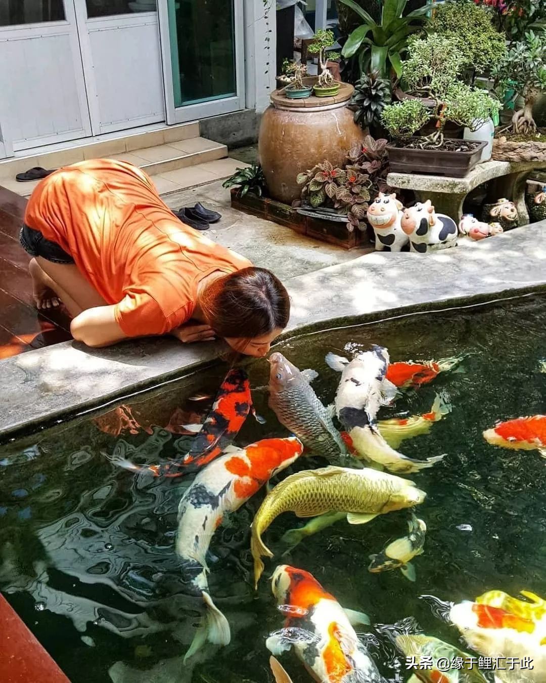 锦鲤鱼与风水的关系图,风水锦鲤鱼养什么颜色