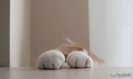 猫咪脚上有伤口得把毛全剃了吗,猫咪冬天剪毛发会感冒么