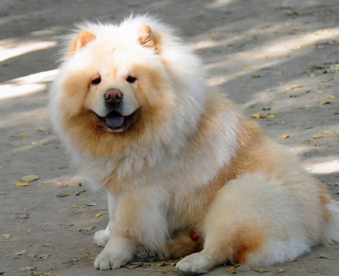 生活中松狮犬的养护须知是什么,松狮犬该怎么养这篇文章为你解读