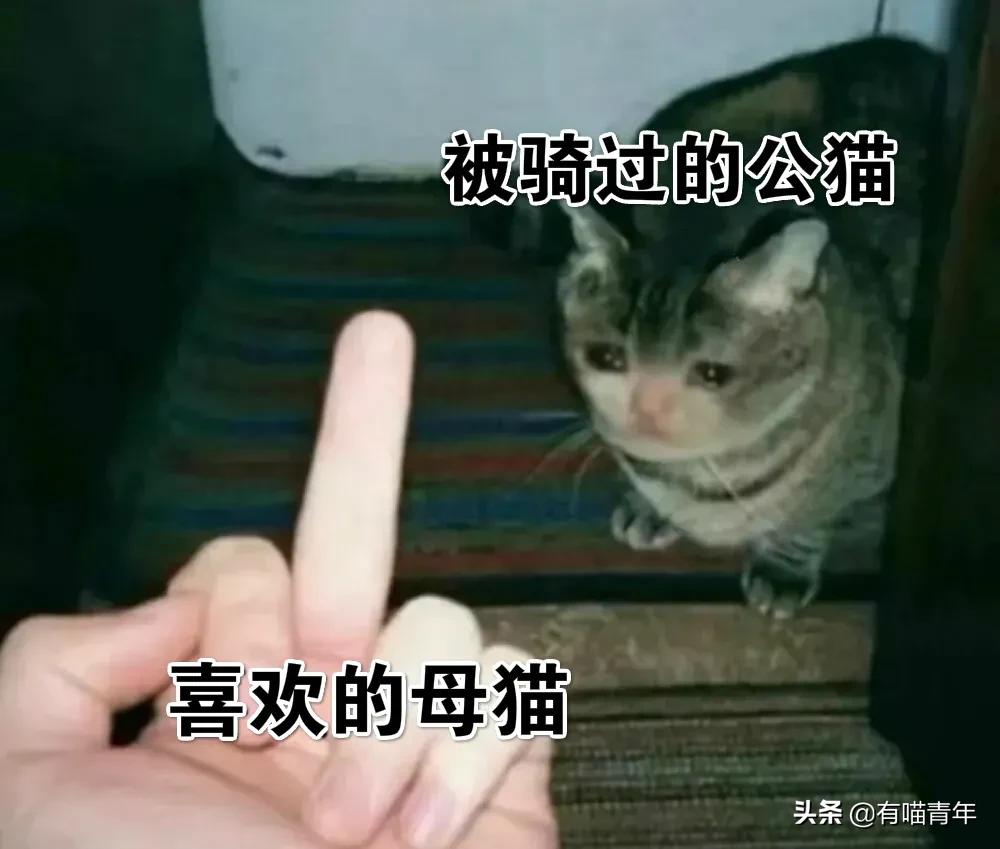 猫咪在啪啪啪的时候,究竟爽不爽?