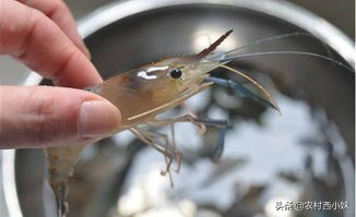 养青虾技术学习方法,青虾吃什么东西提高生长速度