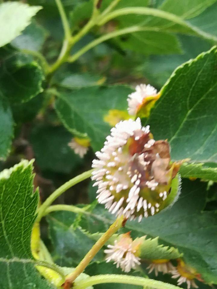 山楂树有黄叶病怎么办,山楂树长了树瘤怎么办