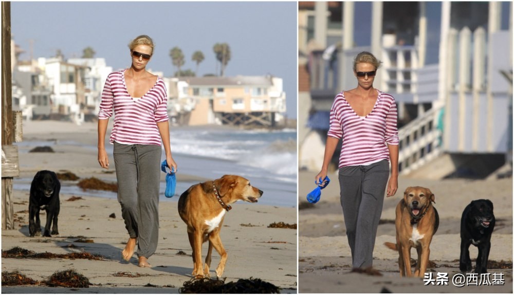 各大明星都养什么狗,公认最好养的十种狗大型犬