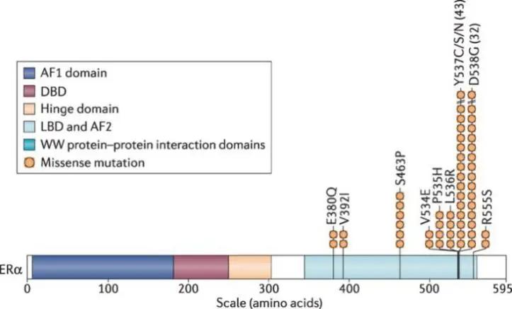 asco乳腺癌最新研究,asco三阴性乳腺癌研究进展