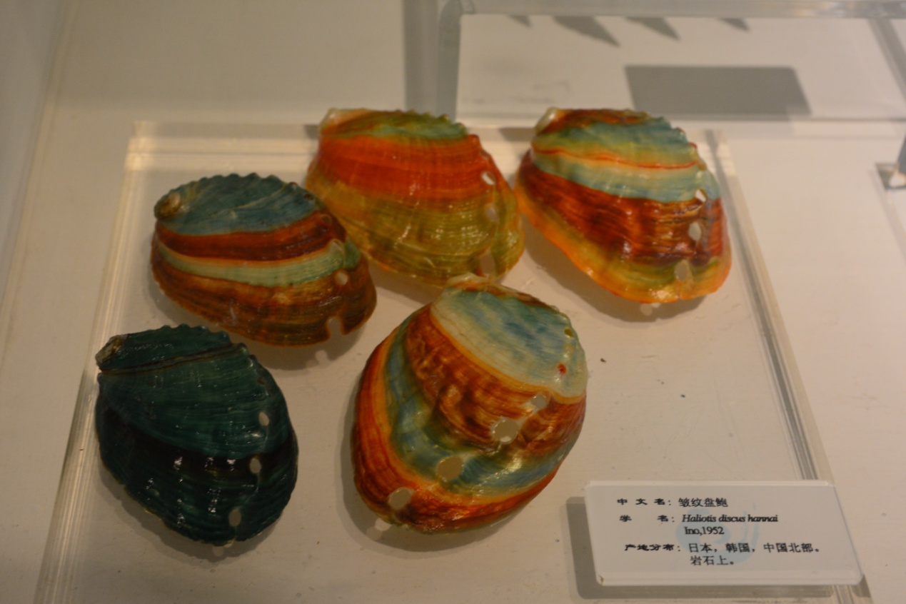 九头鲍九尾鲍，究竟谁才是真的鲍？