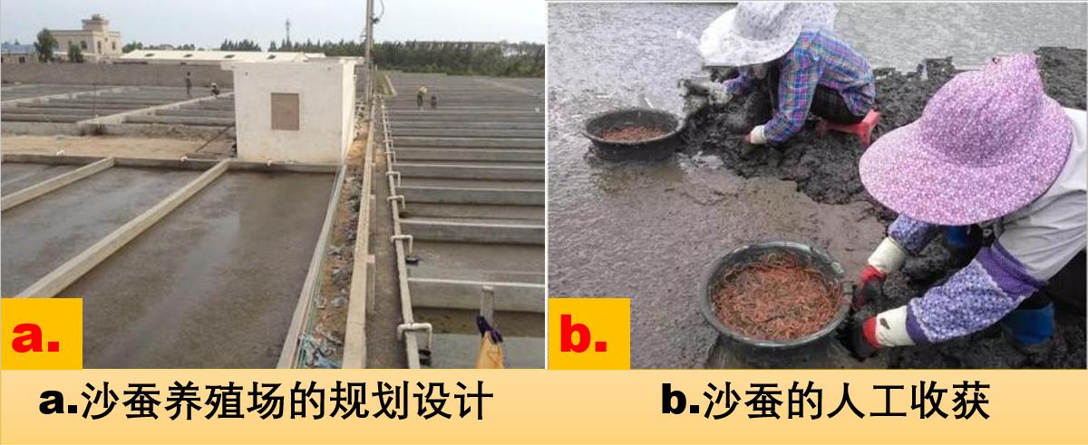 沙蚕为什么被称为万能钓饵,钓鱼用的沙蚕怎么养殖