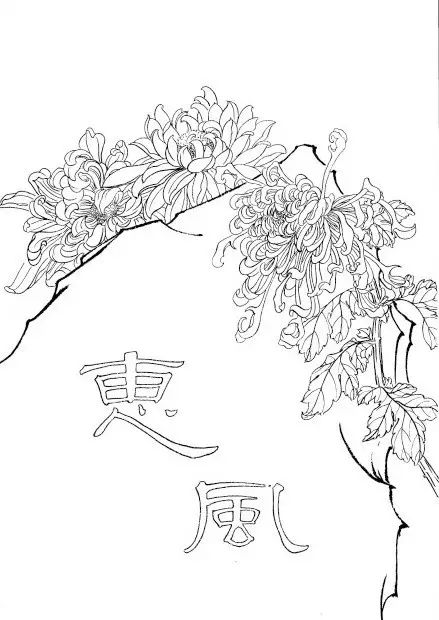 中国画菊花作品集锦,菊花花瓣白描的详细步骤