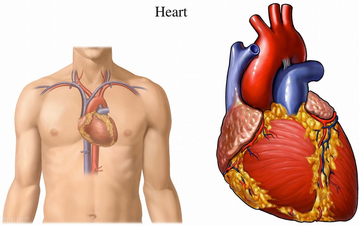 得了心衰还能活多久,心衰吃富马酸可以延长寿命吗