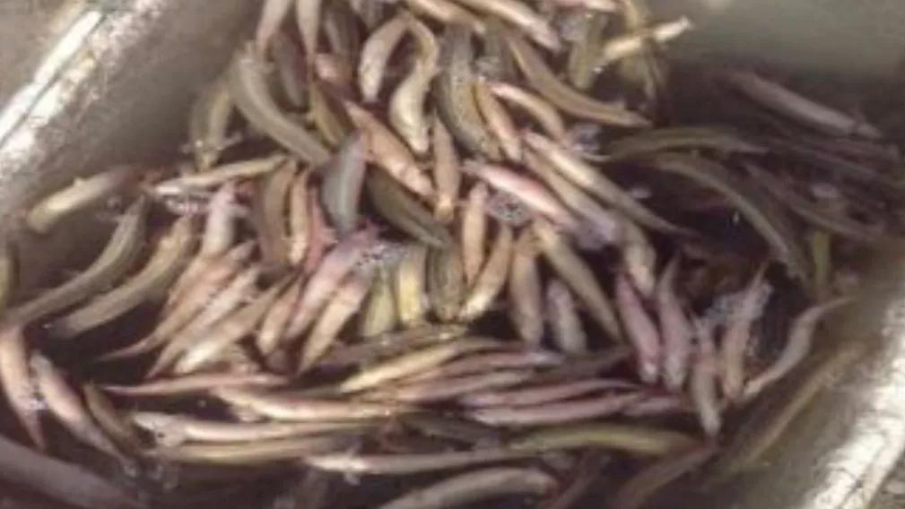 台湾泥鳅养殖视频曝光,台湾泥鳅养殖骗局揭秘