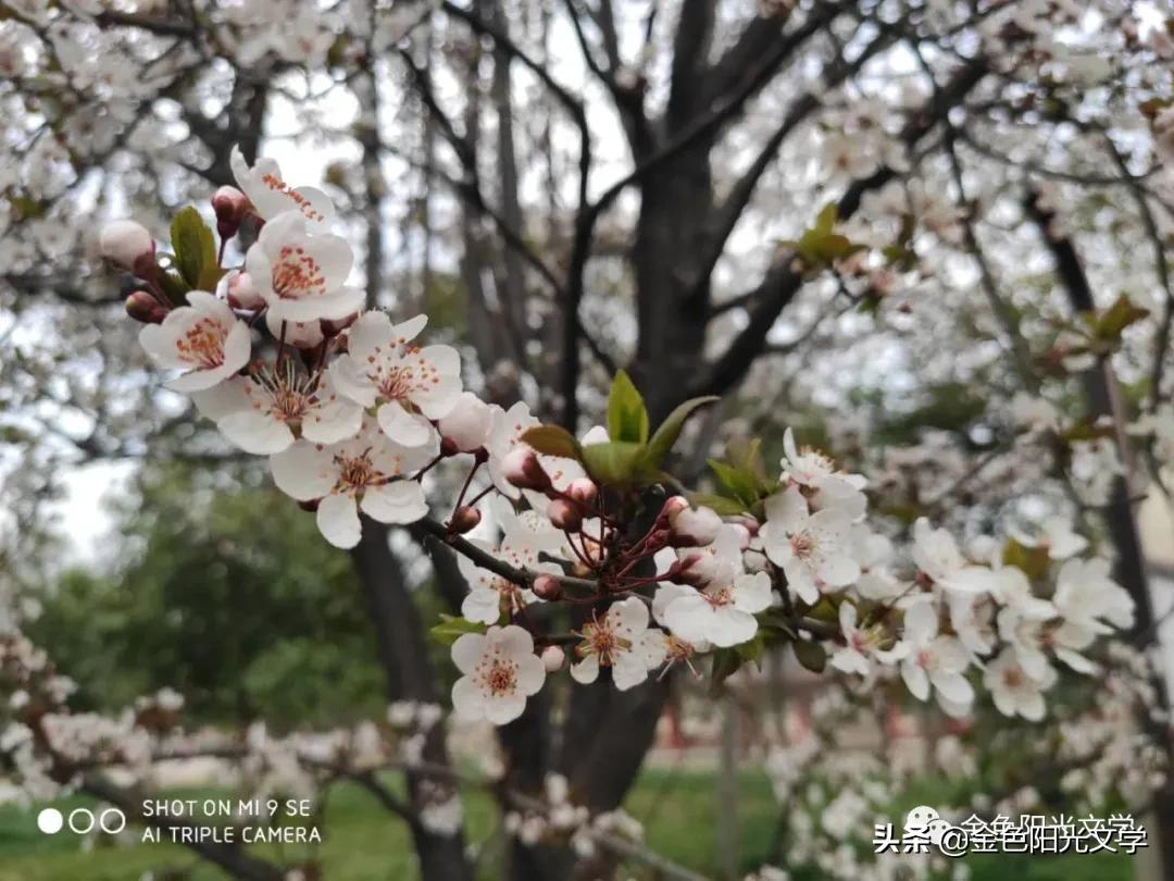 春天来了、春天的油菜花、我心中的春天、春诗