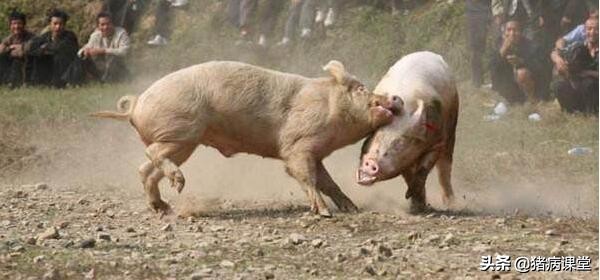 猪打架怎么治疗效果最好,养殖场怎样预防猪打架
