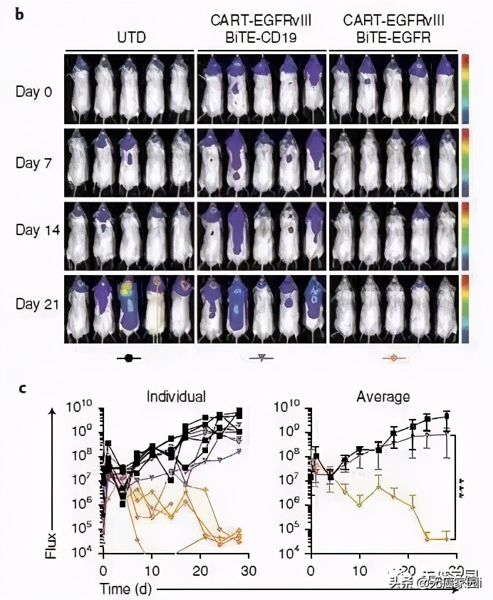 car-t细胞疗法国内治愈案例,car-t治疗胶质瘤成功的案例