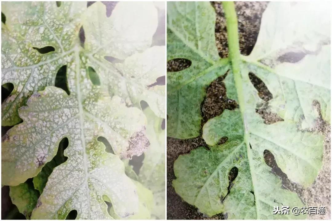 西瓜下雨之前打什么药防治病害,西瓜幼苗病害的各种症状图片