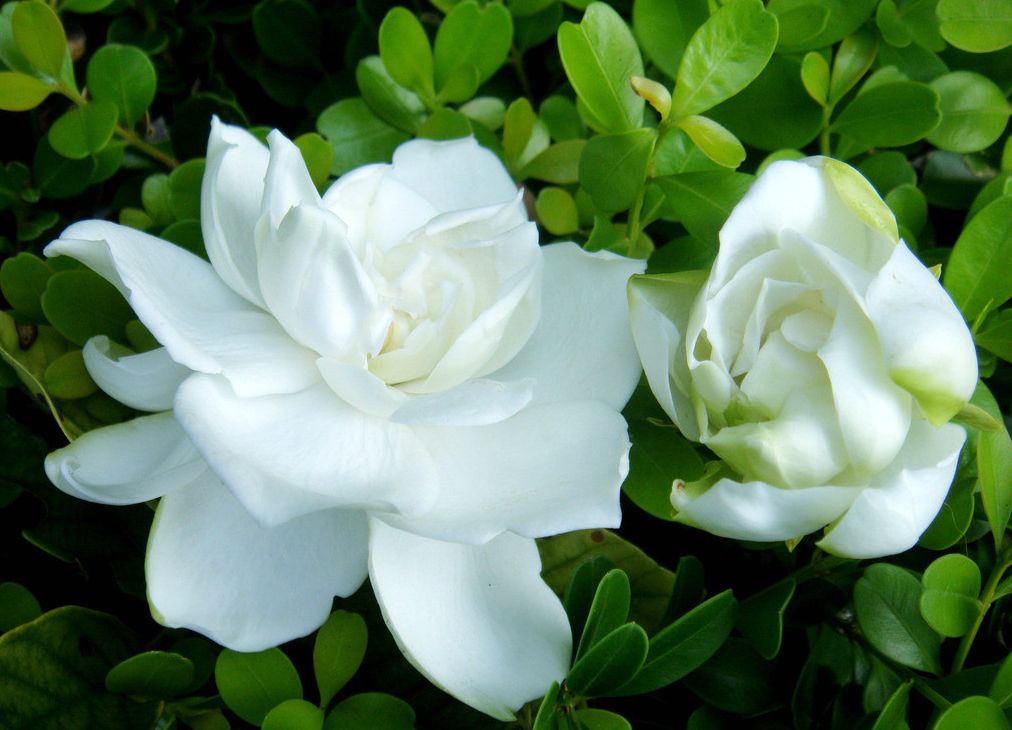 花没开就枯萎了图片,花前落蕾啥原因