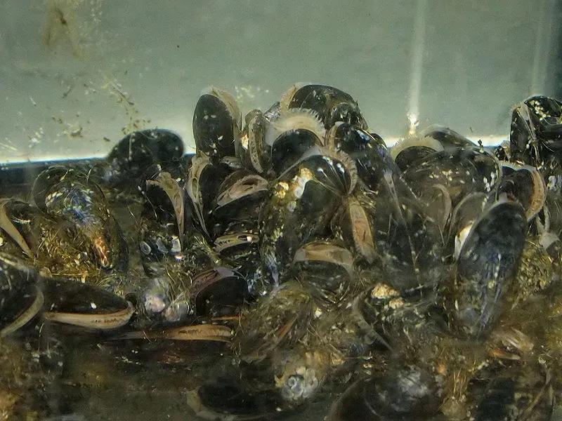 文登西洋参园,天福山文登