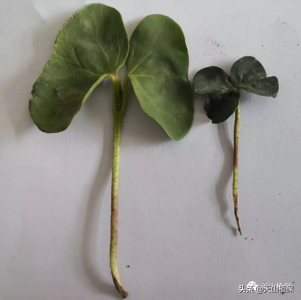 再谈小麦病虫害防活,再谈麦田除草