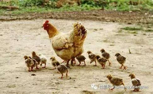 家乡的老屋已成永远的回忆,家乡的老屋场在哪里