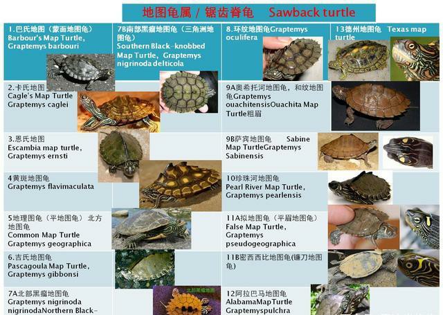 巴西脸龟类成体大小,巴西脸的龟长大什么样