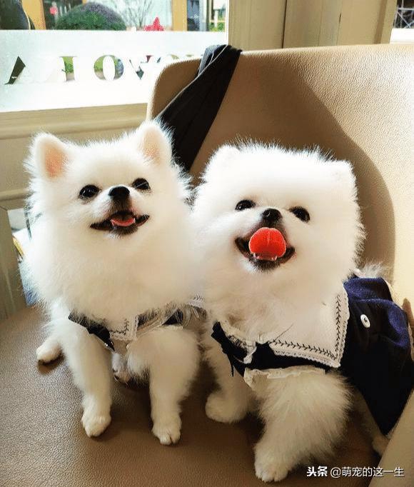 一个月的小博美长什么样,小博美多大养比较好