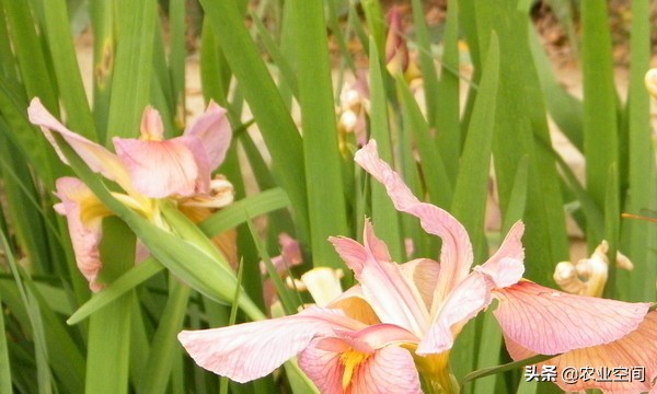 盘点那些奇葩野菜,可以吃的常见野菜有哪几种