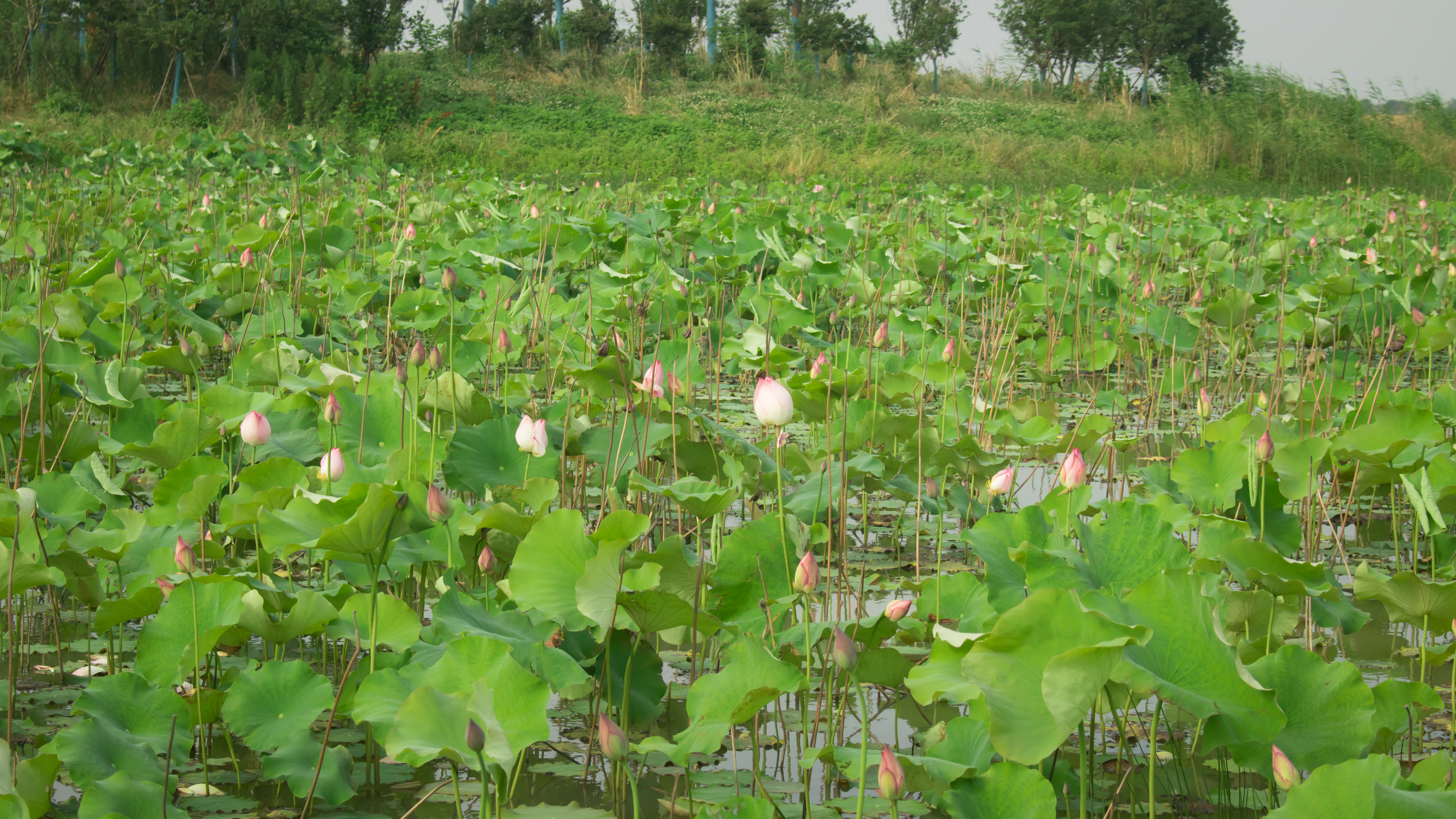 江南水乡长荡湖,烟雨江南湖中美景
