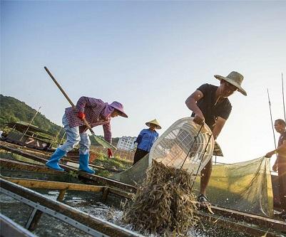 辟谣！对虾偷死没得治？针对偷死这份秘籍请收好！老养虾人总结