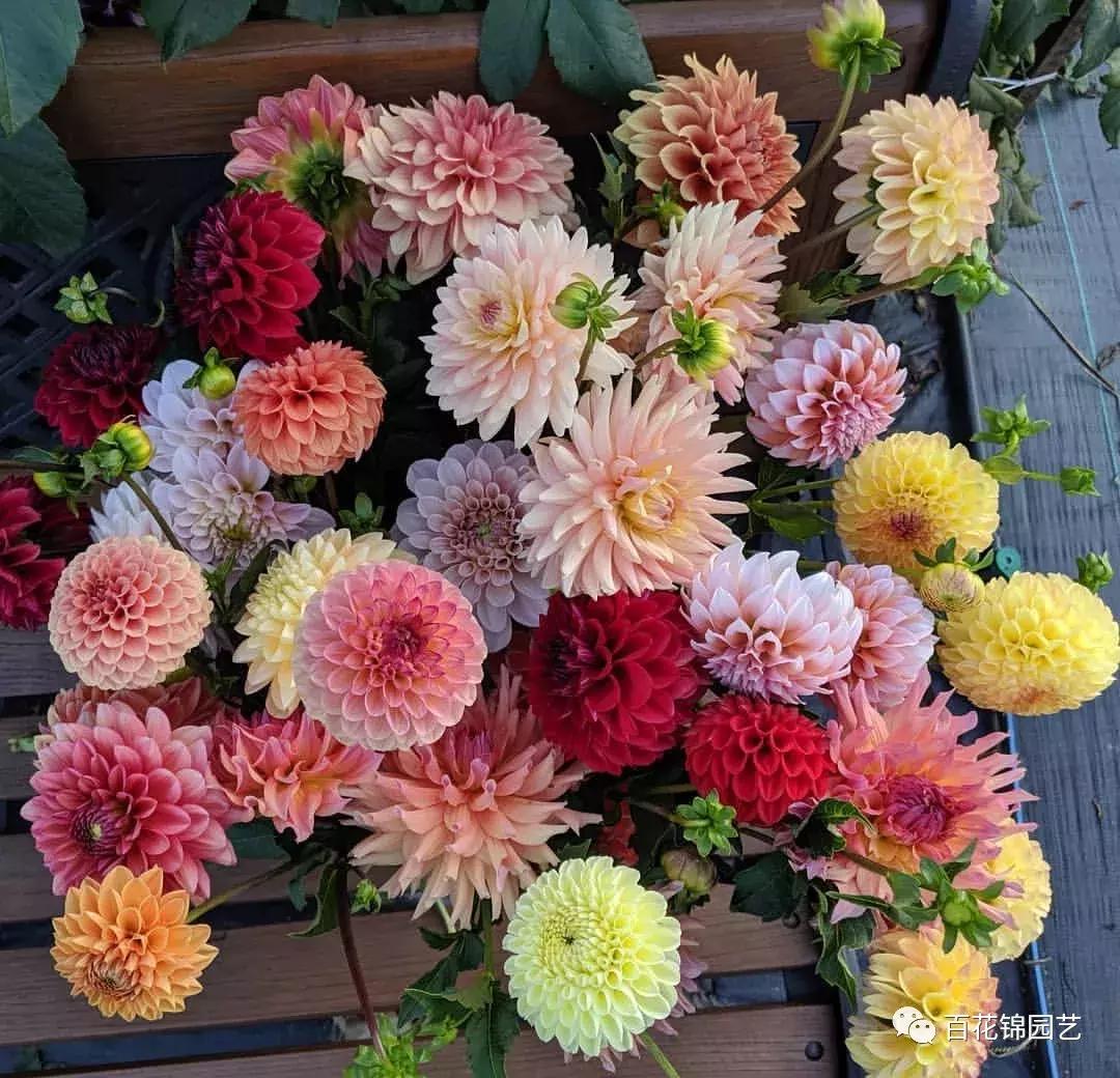 小丽花怎么盆栽,小丽花春季花期烂根怎么办