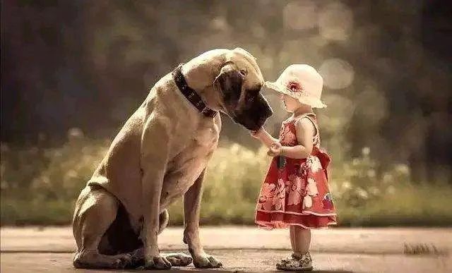 怎么消除家里宠物狗的异味,狗狗细菌多怎么消灭