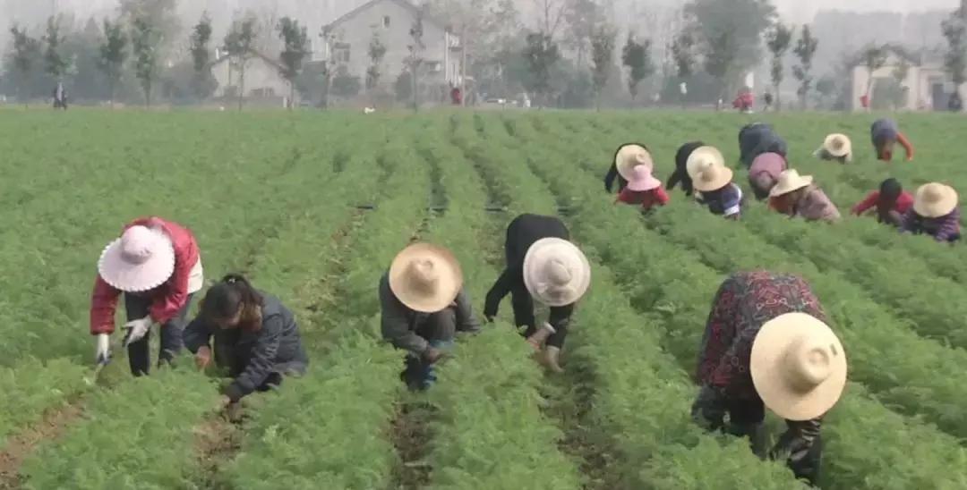胡萝卜是什么季节才能吃到的,原来我们吃的水果以前都长这样
