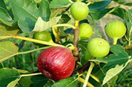 无花果常见病虫害防治措施,无花果的病虫害防治视频