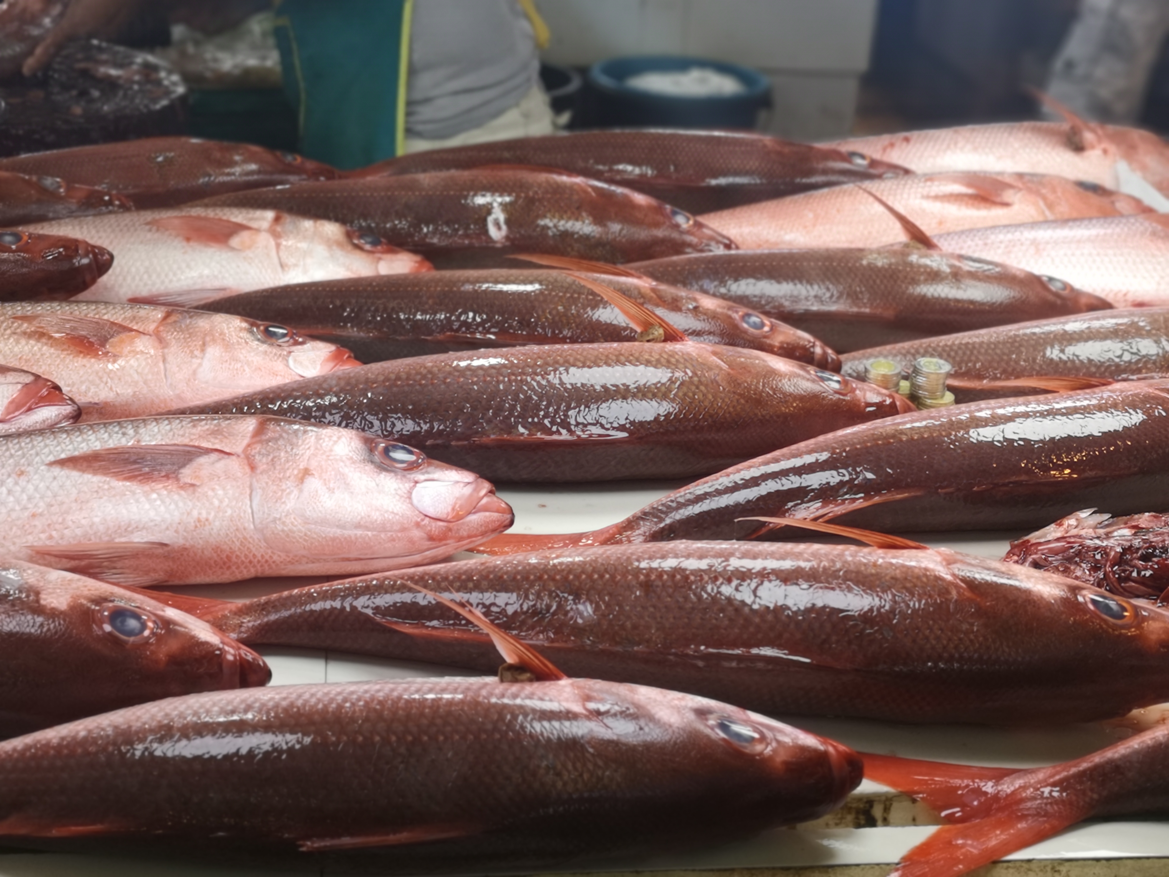 带你看菲律宾的海鲜市场,菲律宾海鲜市场最新行情